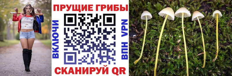 где купить наркоту  Раменское  hydra ТОР  Псилоцибиновые грибы Cubensis 